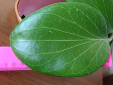 ���� ���� Sp.PNG.sv.439