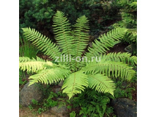 �������� �����������������*