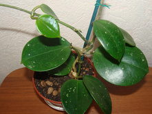 H. sp. (RB-Mini), EPC-199