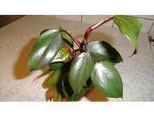 ����������� Strawberry Shake