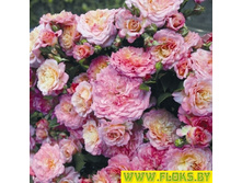 Country Girl Tantau 2014 ���������� (Floribunda) ������� 2014 �..jpg