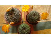 ������� Marsonery