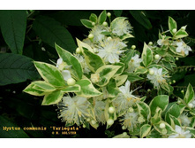 ���� ������������� ����������� - ������ �������� ..