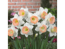 ������� ������ �����.jpg