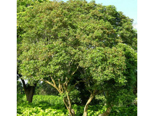 ������(������� ������)