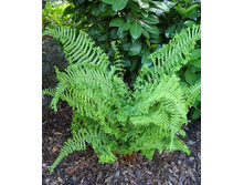 �������� ������ ��������+