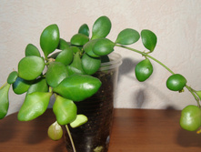 H. heuschkeliana