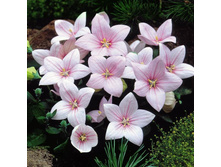 5444cb806c84c_platikodon_rozovyy_up_5sht-11780.JPG