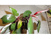 ����������� Strawberry Shake