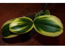 ���������� 3.JPG