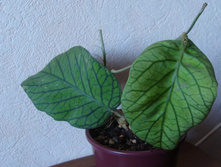H. vitellinoides (meredithii GPS 01105)