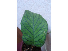 ���� H. vitellinoides (meredithii GPS 01105)