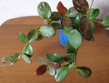 Hoya sp. (IR-26)