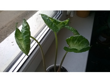 ��������� Godzilla