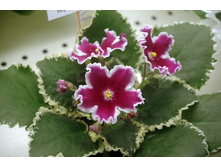 ��-��������.(������� 2013 �) ����