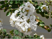 ������������ (Lagerstroemia) -������ �������� ..