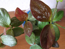 Hoya sp. IR-26
