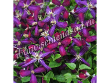 �������� ������������ ���� ������ ���.jpg