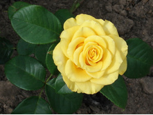 ������ ��������,Golden Medallion(����) 205���..jpg