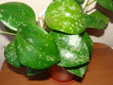 Hoya Macrophylla splash