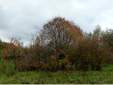 P1170003.JPG