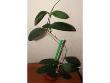 H. sp.UT-038 from Flores Island