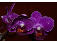 ���������� 1.JPG