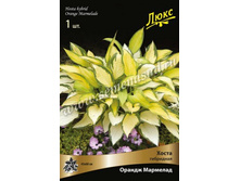 ����� ��������� ������ ��������.jpg