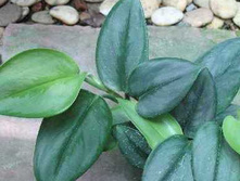 Epipremnum hybr. (����������) / Exotica- ������ �������� ��������...�.�.