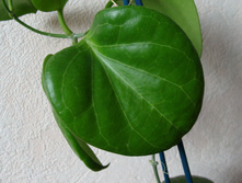 ���� H. sp. PNG SV 432,EPC-667