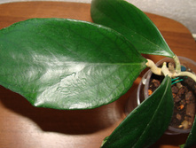 Hoya sp.585 (aff. clemensiorum)