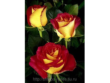 �������� (Friendship ® Meilambra) 150 ��� 100���..jpg