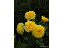 ����� ���� (���),205���..jpg