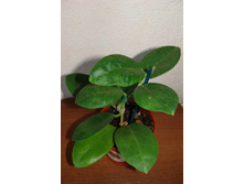 H. sp. ���-620