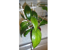 Hoya Sp 18 palau Germany