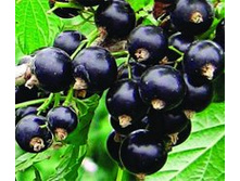 ��������� ������ ���������.jpg