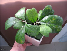 deykei - �����