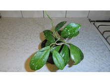 ���- 271 ... Hoya cf. acuta yellow flowers and thick-splash leaves EPC-271.