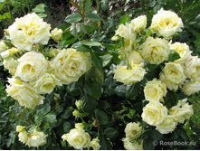 ����,Elfe (����),225���..jpg