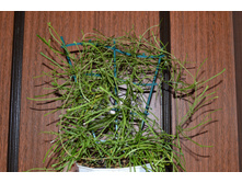 ��� ����� ������ - ���� ������.jpg