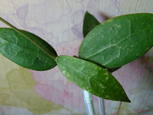 H. sp. Bogor