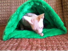 ����-0621.jpg