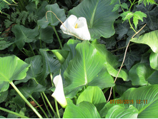 ���� 099.jpg