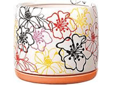 ����� Vaso POP