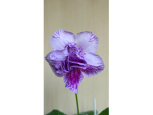 DS - ������� ������