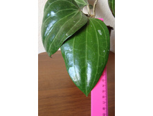 ���� Hoya Macrophylla No1