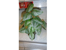 Philodendron melanochrysum x sodirol