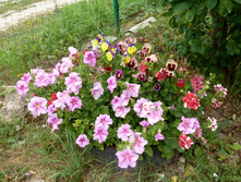 P1150084.JPG