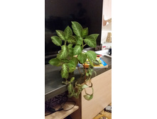 20150310_205120.jpg