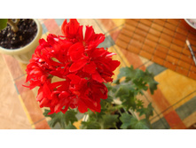 PAC Fireworks Scarlet (�������)